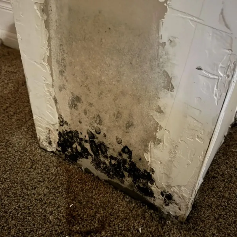 Professional Mold Removal in Midway North, TX